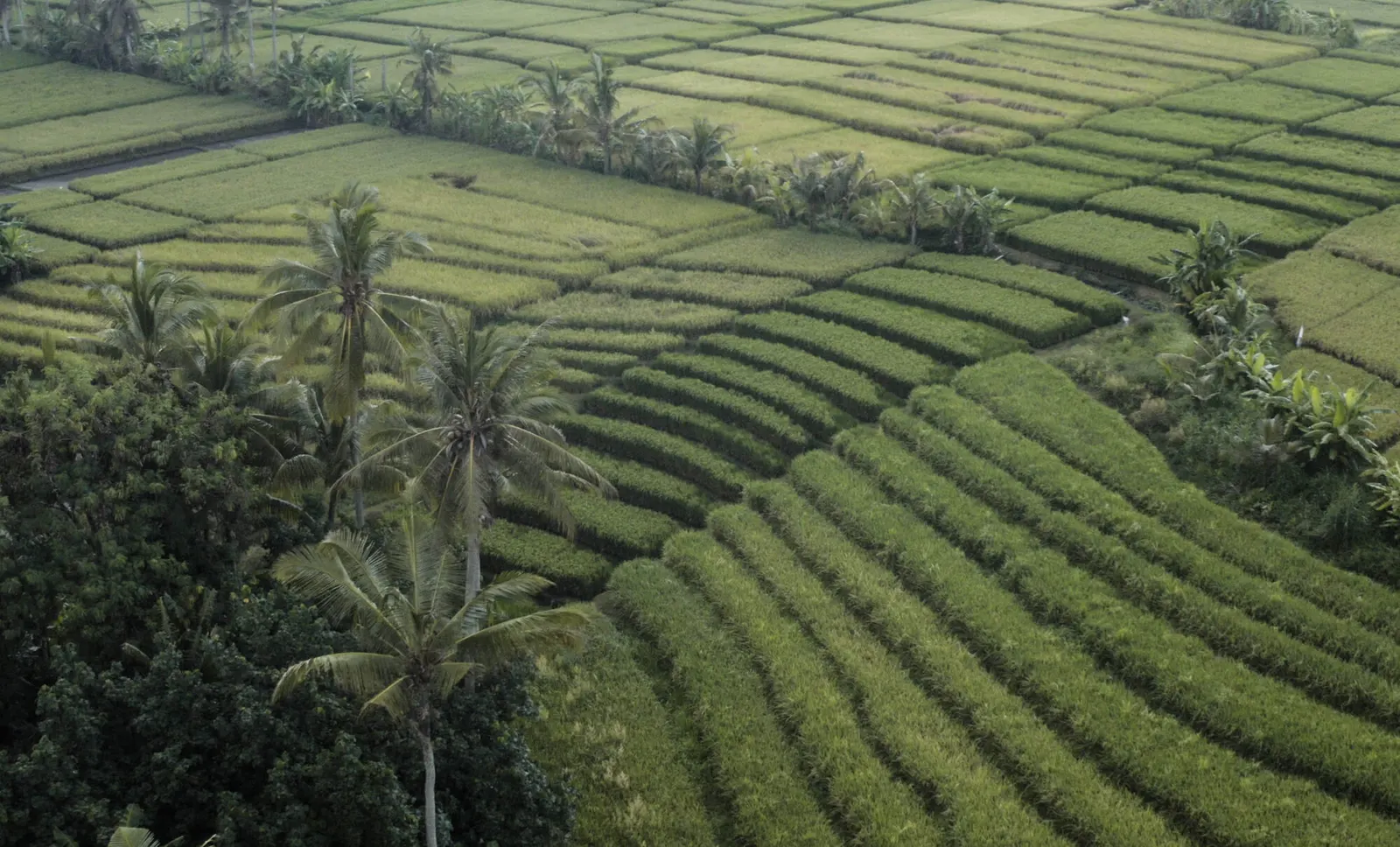 Joshua District video documentary — visual 5