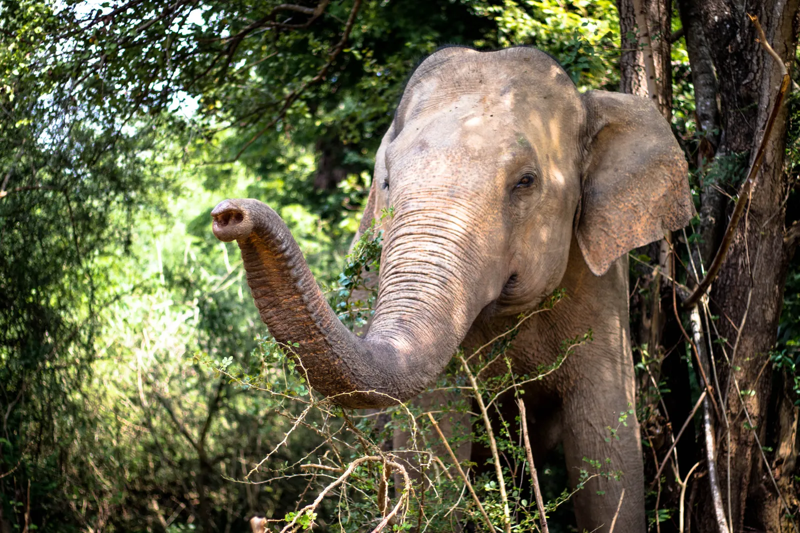 Photography - Sri Lanka — visual 6