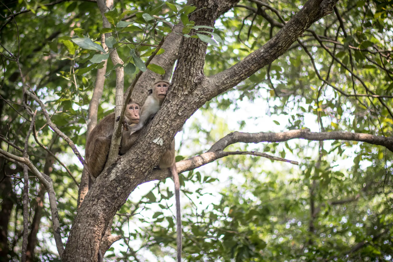 Photography - Sri Lanka — visual 62