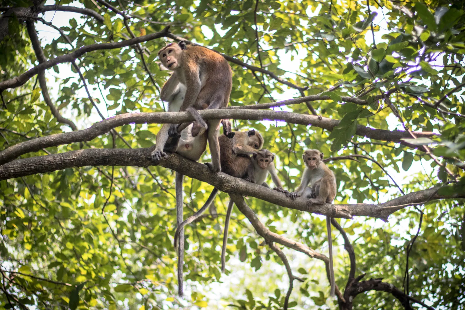 Photography - Sri Lanka — visual 63