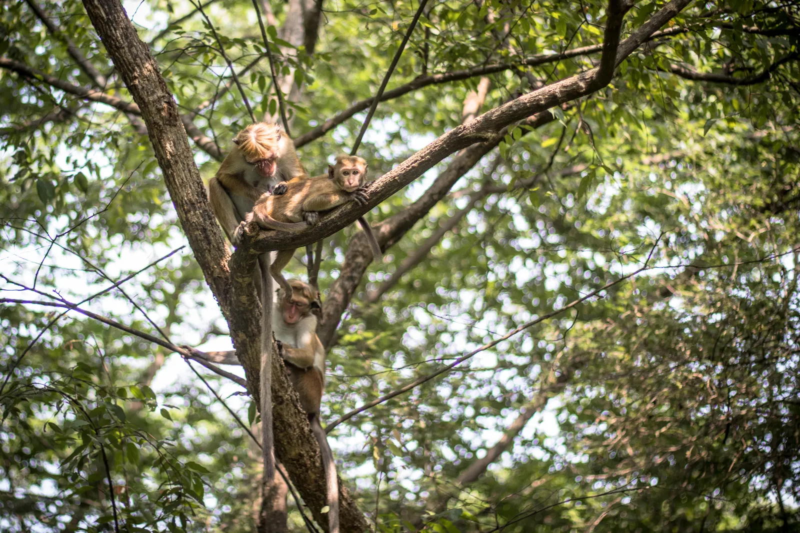 Photography - Sri Lanka — visual 64