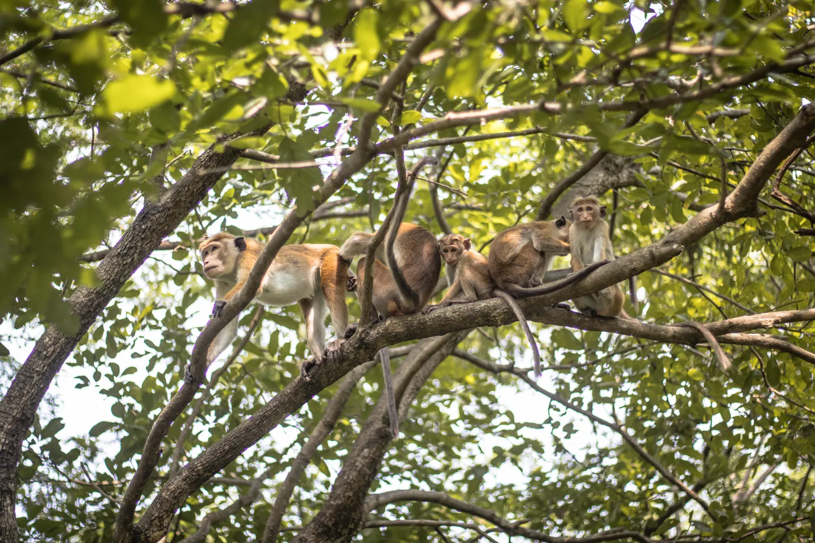 Photography - Sri Lanka — visual 65