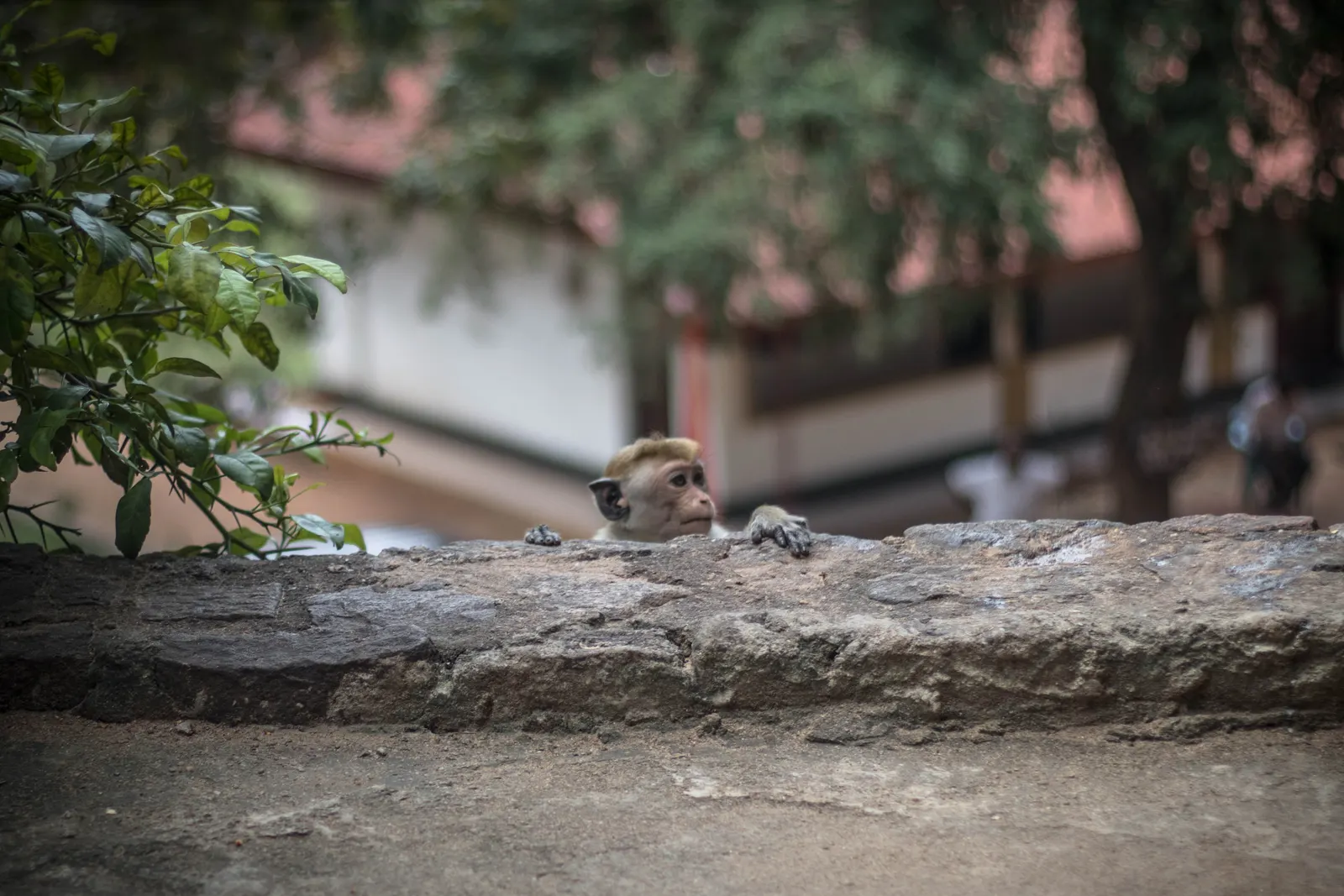 Photography - Sri Lanka — visual 66