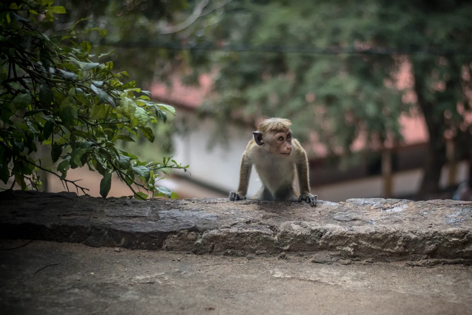 Photography - Sri Lanka — visual 67